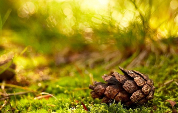 Сосновая шишка в лесу