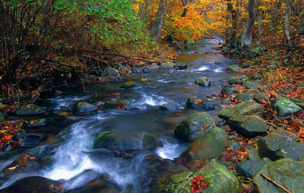 Река в лесу