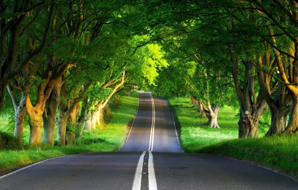 Дорога через лес