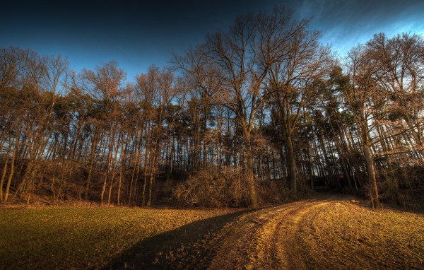 Дорога в лес