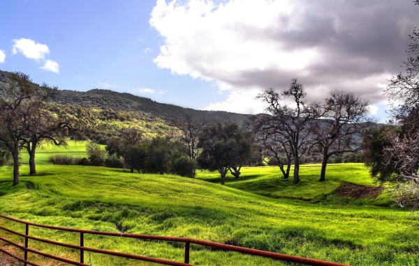 Лесные просторы