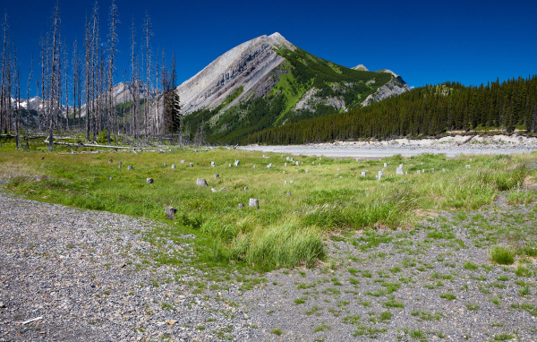 Сухостой у подножия