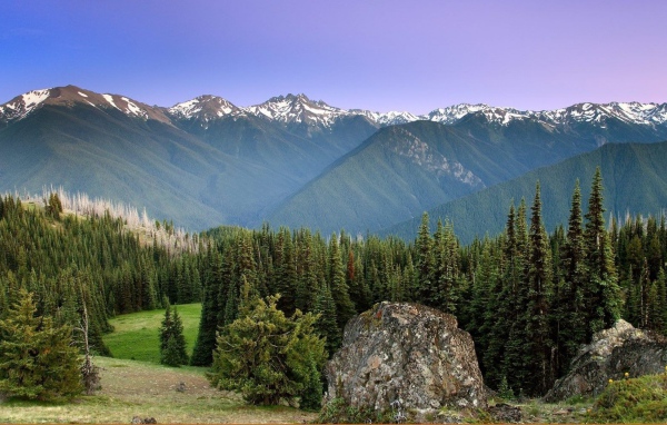 Лес на горных вершинах