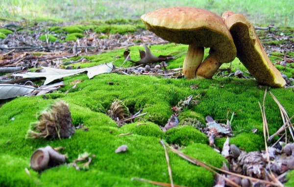 Грибы среди мха