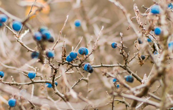 Кусты черники