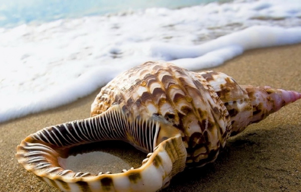Ракушка на песке