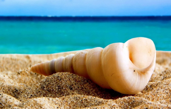 Ракушка на песке