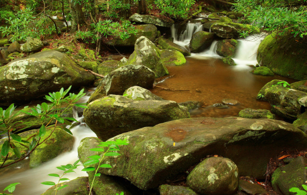 Ручей в лесу