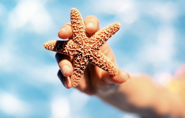Морская звезда