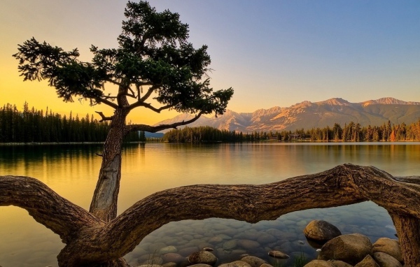 Дерево на берегу