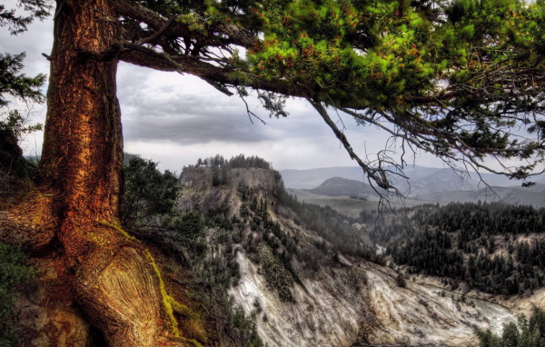 Деревья на склоне