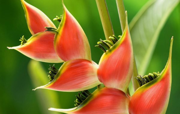 Красивое растение