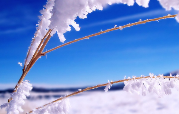 Ветка в инее