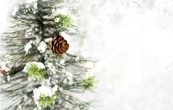 Ветка с шишкой