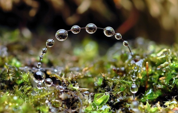 Роса на травинках