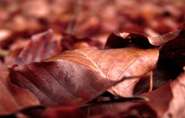 Сухие листья