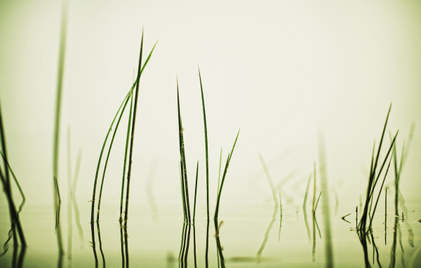 Травинки в воде