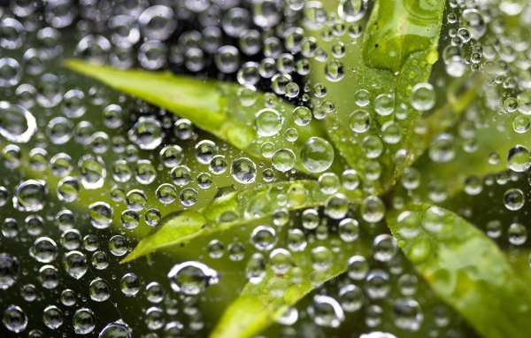 Листья под дождем