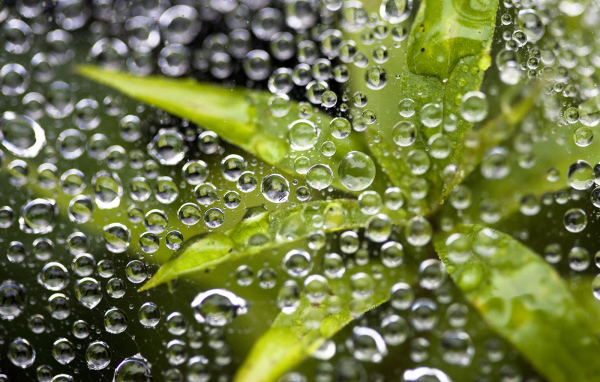 Растение под водой