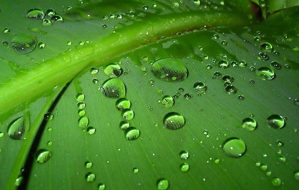 Капли дождя на зеленом листе