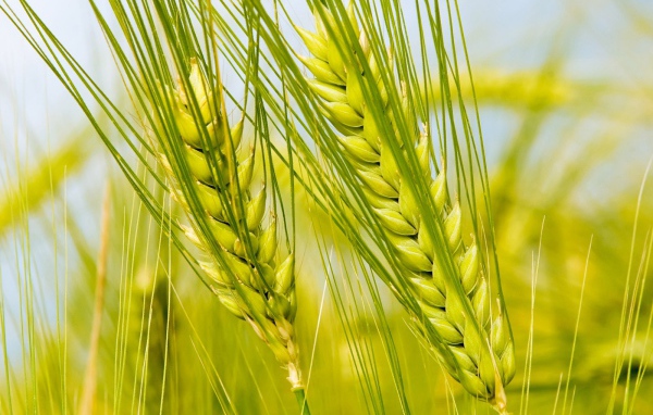 Колоски в поле