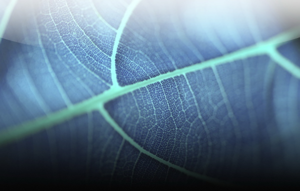 Прозрачный листик