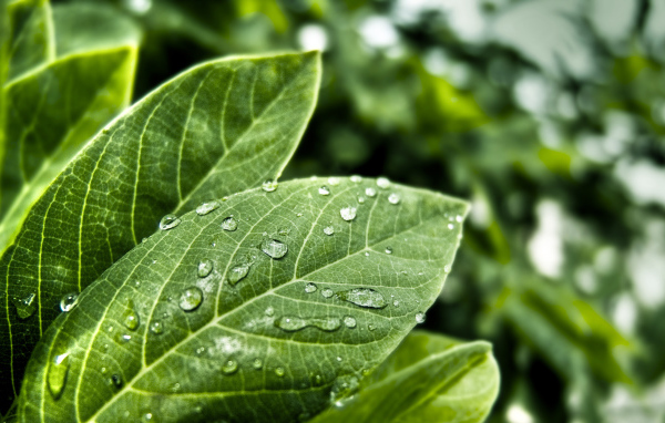 Мокрые листья