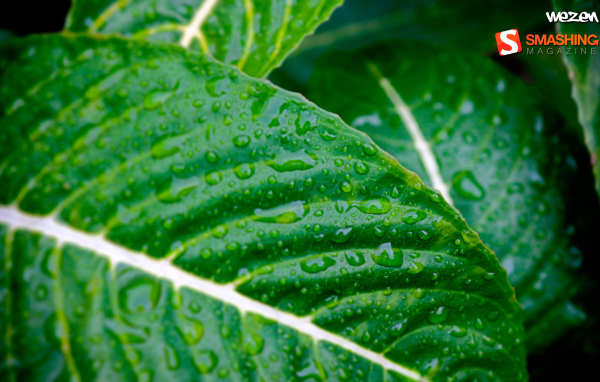 Мокрые листья