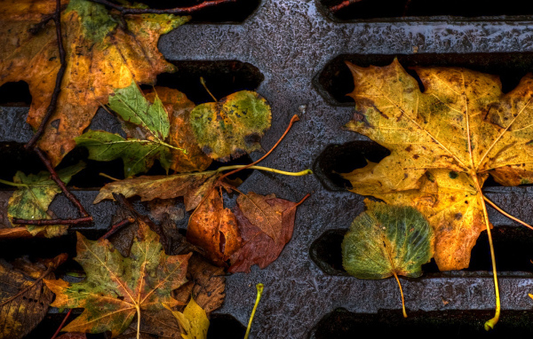 Пожелтевшие листья