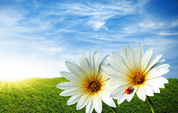 Ромашки в поле