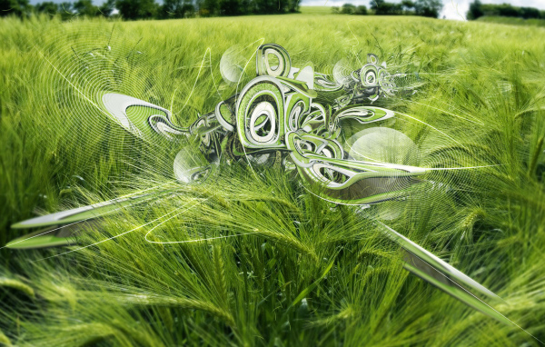 Пшеничное поле