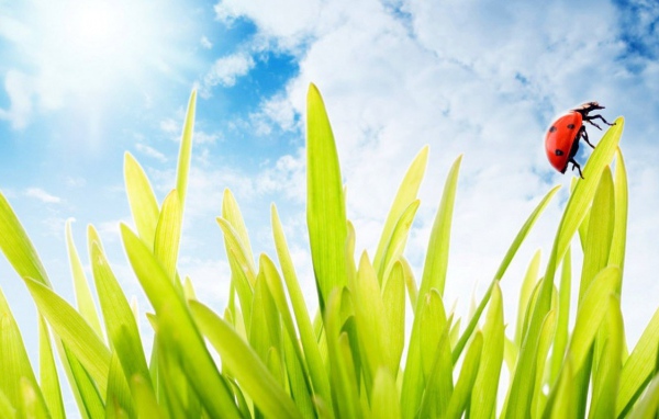 Божья коровка