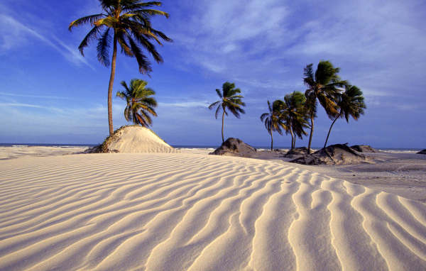 Пляж и пальмы в Бразилии