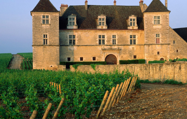 Виноградник возле замка