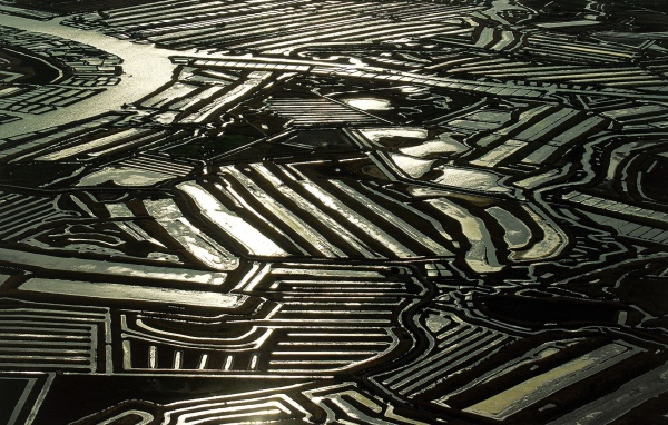 Устричные фермы