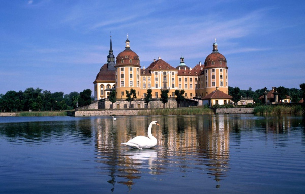 Лебеди на озере