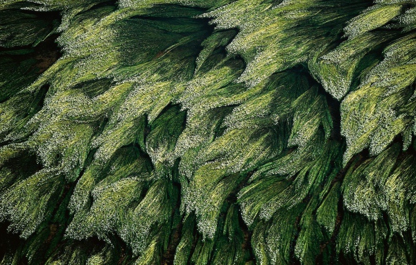 Трава в Луире