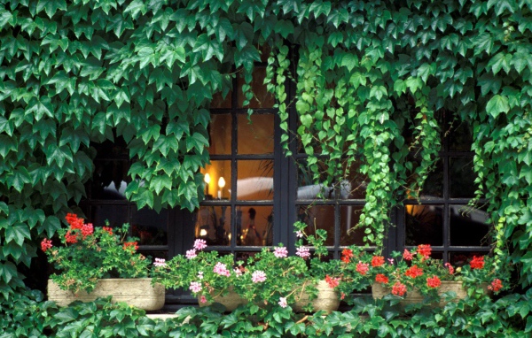 Заросли на домике