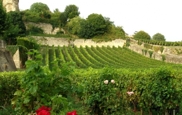 Виноградник