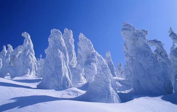 Деревья покрытые снегом