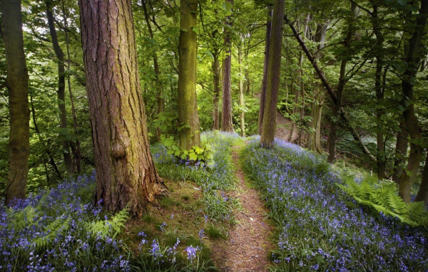 Лес в Подмосковье