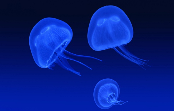 Неоновые медузы
