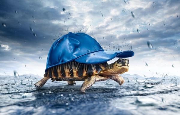 Черепаха в дождь