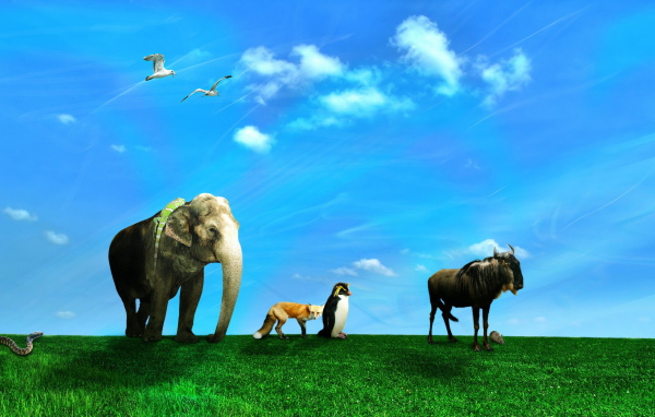 Дикие животные