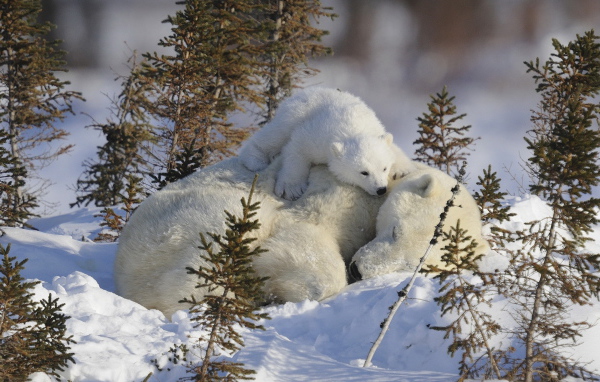 Медведица и малыш