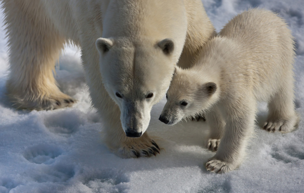 Медведица и медвежонок