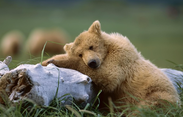 Медведь около ствола