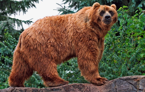 Медведь в лесу