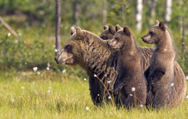 Медвежата и медведица