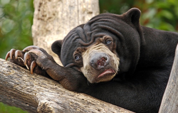 Угрюмый медведь